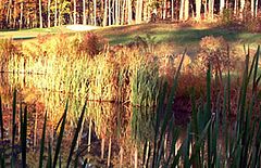 The Preserve At Jordan Lake Golf Club
